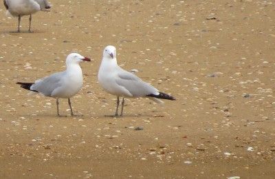 Barbate la brena auduin gull